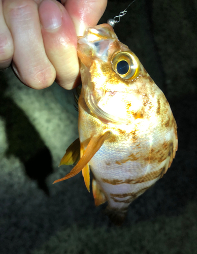 メバルの釣果