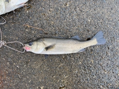 フッコ（マルスズキ）の釣果