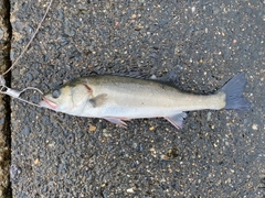 フッコ（マルスズキ）の釣果