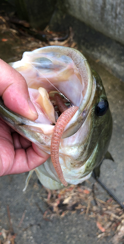 ブラックバスの釣果