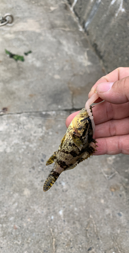 タケノコメバルの釣果