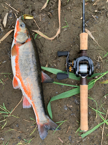 ウグイの釣果