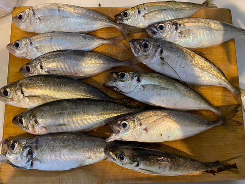 アジの釣果