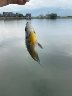 ブルーギルの釣果