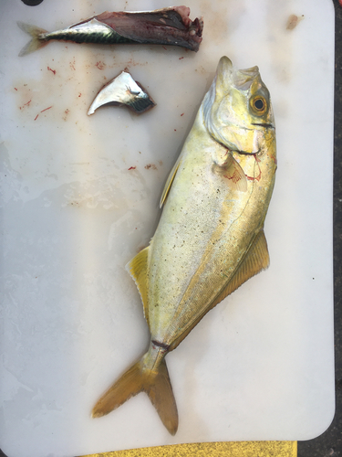 ショゴの釣果