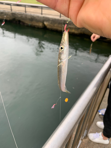 カマスの釣果