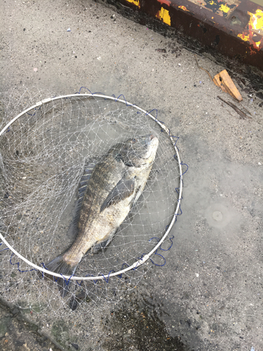 クロダイの釣果