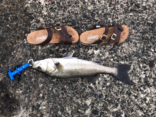 ハネ（マルスズキ）の釣果