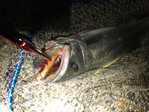 マルスズキの釣果