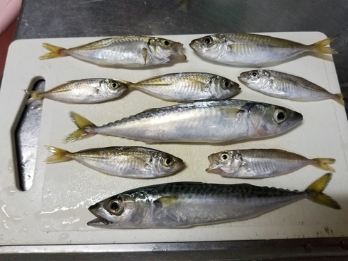 アジの釣果