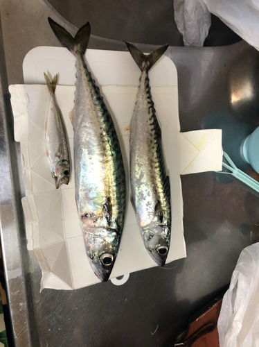 サバの釣果