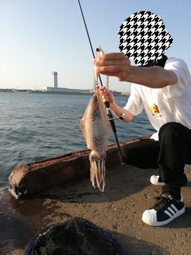 シリヤケイカの釣果