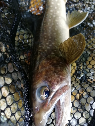 イワナの釣果