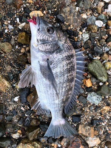 チヌの釣果