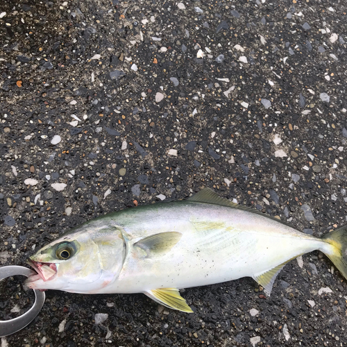 イナダの釣果