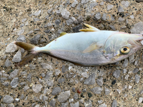 ショゴの釣果