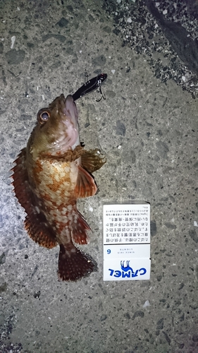 アラカブの釣果