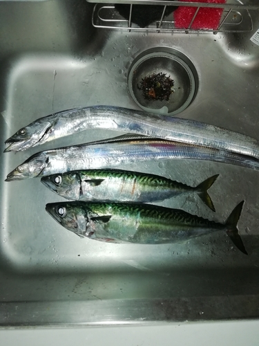 ゴマサバの釣果