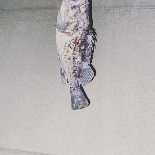 クロソイの釣果