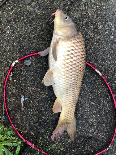 コイの釣果