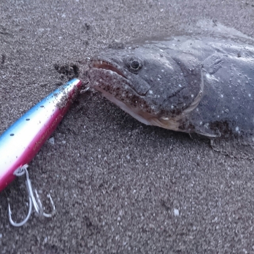 ソゲの釣果