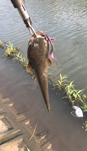 ナマズの釣果