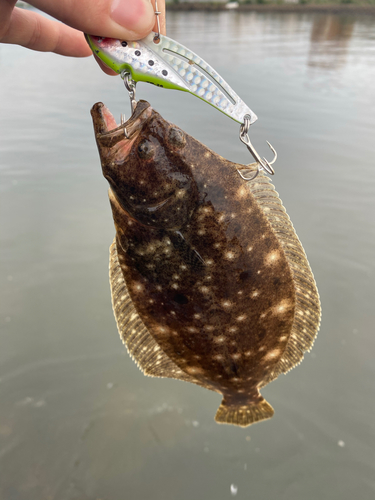 ヒラメの釣果