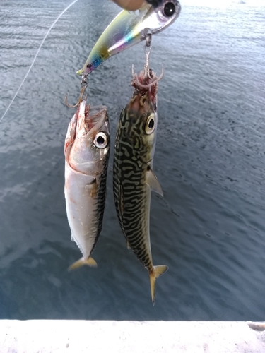 サバの釣果