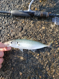 マルアジの釣果