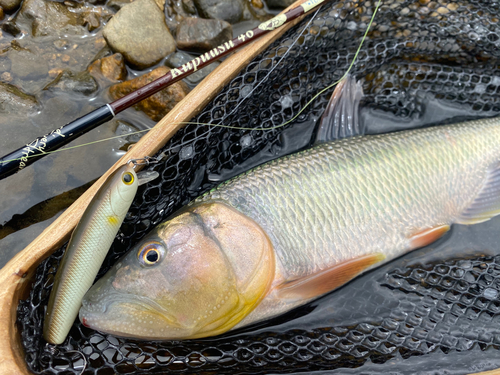 ハスの釣果