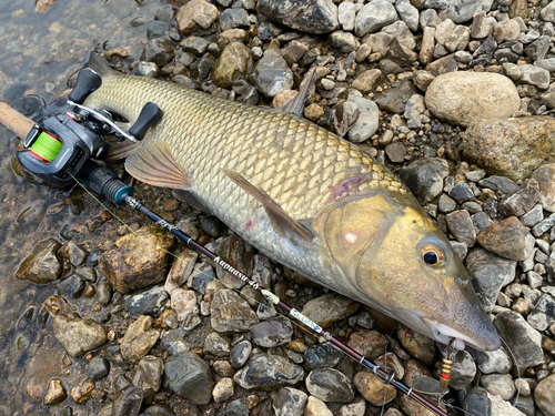 ニゴイの釣果