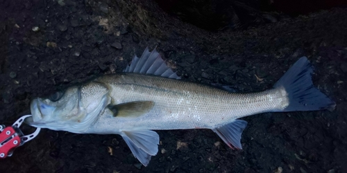 フッコ（マルスズキ）の釣果