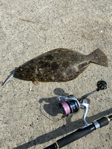 ヒラメの釣果