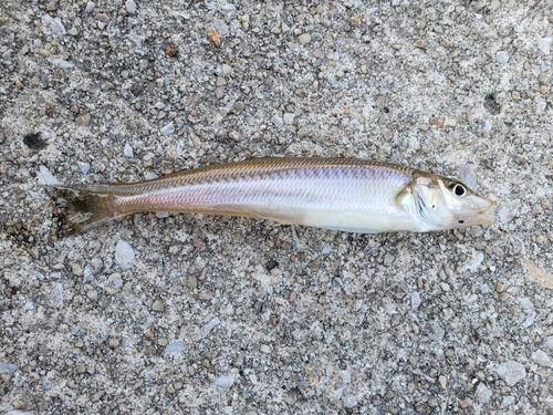 キスの釣果