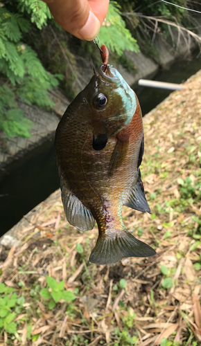 ブルーギルの釣果