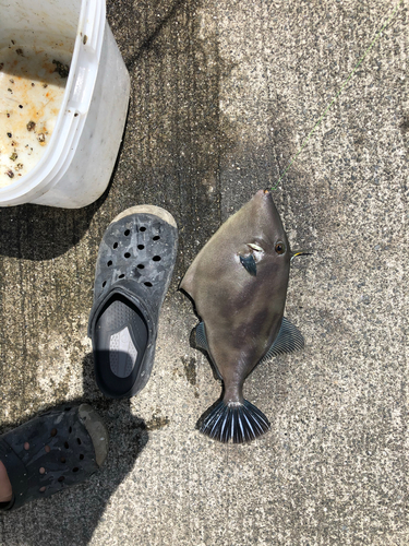 ウマヅラハギの釣果