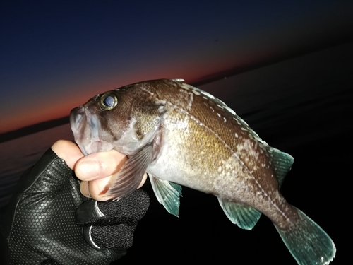 マゾイの釣果