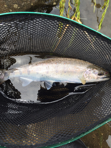 アマゴの釣果