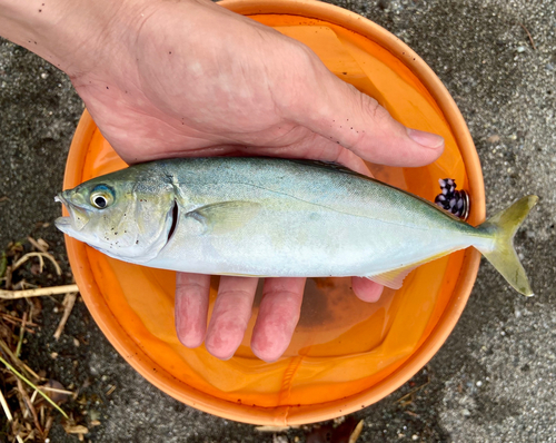 ワカシの釣果