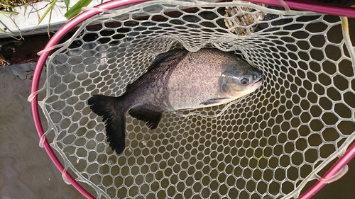 コロソマの釣果