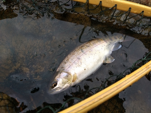 ヤマメの釣果