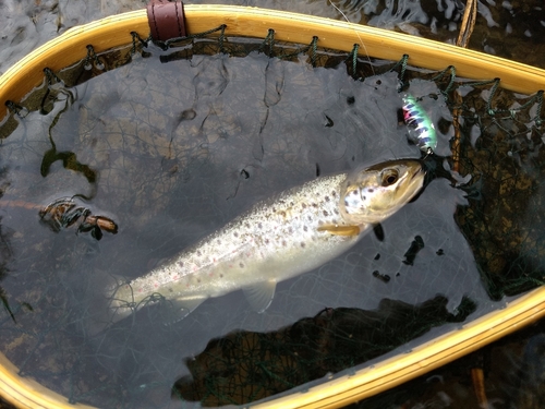 ブラウントラウトの釣果