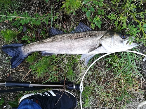 スズキの釣果