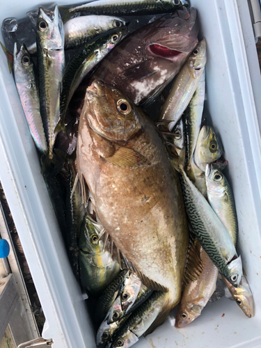 アイゴの釣果