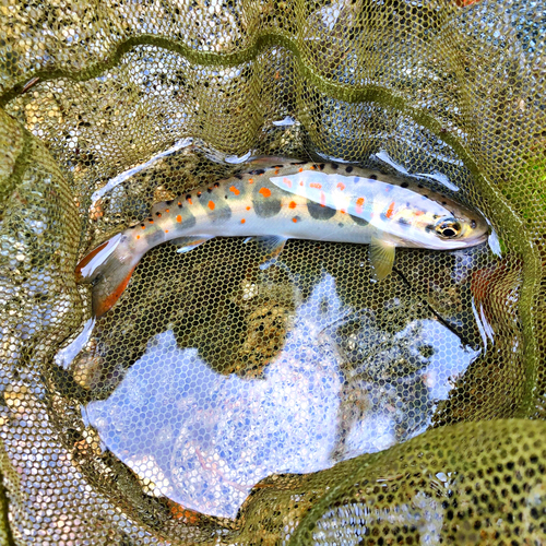 アマゴの釣果