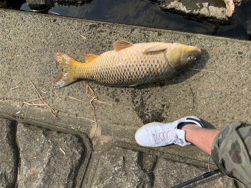 コイの釣果