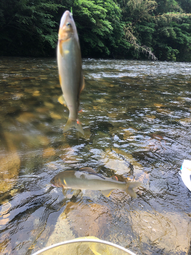 アユの釣果