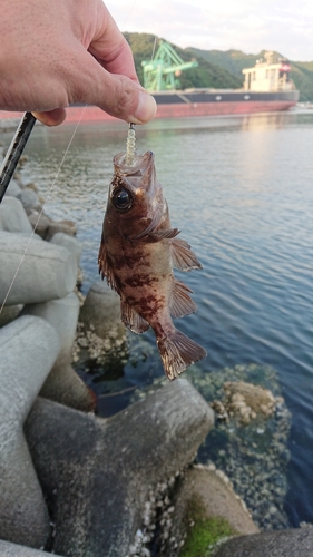 メバルの釣果