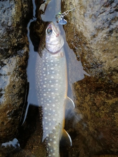 イワナの釣果