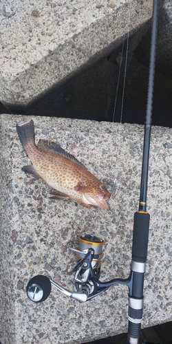 オオモンハタの釣果